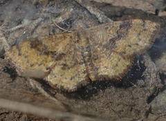 Leptostales rubromarginaria