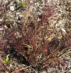 Eragrostis amabilis
