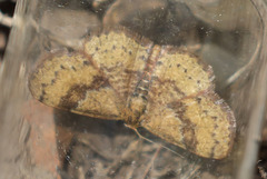Leptostales rubromarginaria