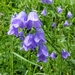 Broad-leaved Harebell - Photo (c) Marc Blanc, some rights reserved (CC BY-NC-SA)
