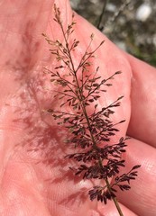 Eragrostis amabilis