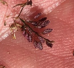 Eragrostis amabilis