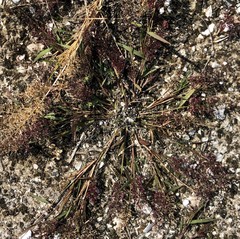 Eragrostis amabilis