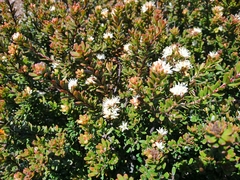 Leionema oldfieldii