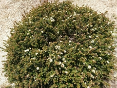 Leionema oldfieldii