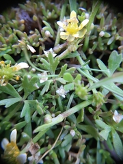 Ranunculus glabrifolius