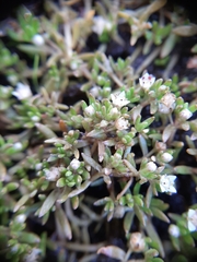 Crassula sinclairii