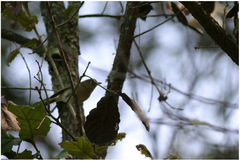 Vireo nelsoni