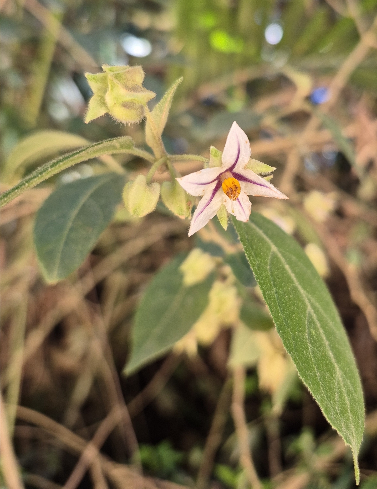 Solanum didymum