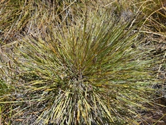Eurychorda complanata