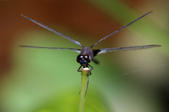 Erythrodiplax kimminsi