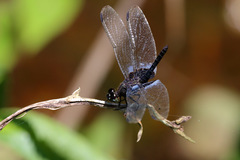 Erythrodiplax kimminsi