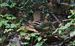 Black-Eared Warbler photo 5