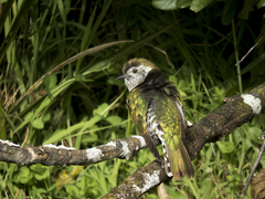 Chrysococcyx lucidus lucidus