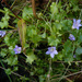 Wahlenbergia hederacea - Photo (c) Frank Vassen, algunos derechos reservados (CC BY)