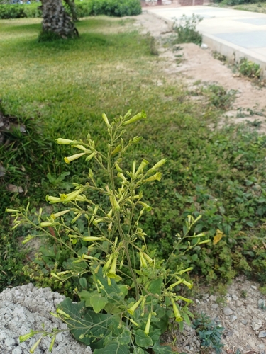 Tobacco (Nicotiana paniculata)