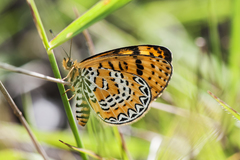 Melitaea yuenty