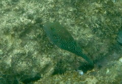 Canthigaster amboinensis