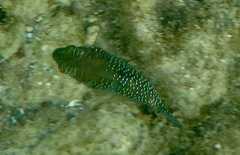 Canthigaster amboinensis