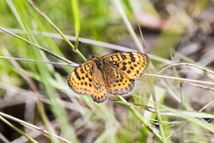 Melitaea yuenty