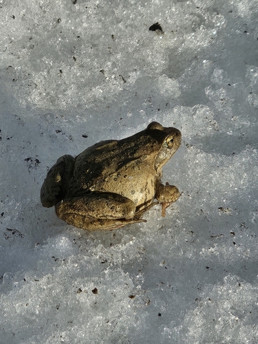 Brown frog, Rana macrocnemis