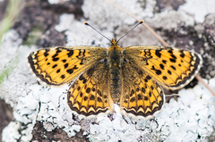 Melitaea jezabel