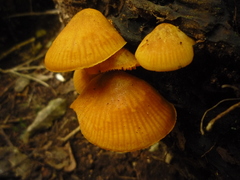 Heimiomyces velutipes