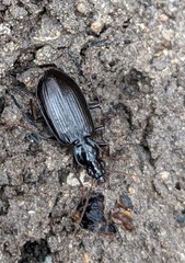 Platynus cincticollis