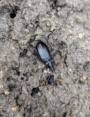 Platynus cincticollis