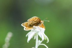 Melitaea jezabel