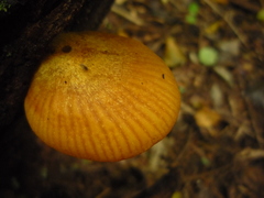 Heimiomyces velutipes