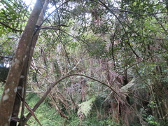 Hedycarya arborea