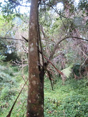 Hedycarya arborea