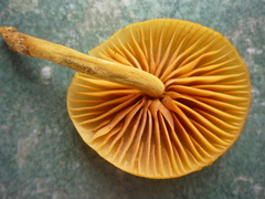Heimiomyces velutipes