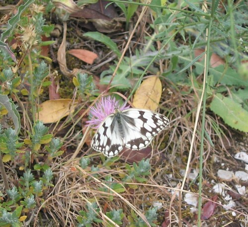 Iberian marbled white, 2480 Arrimal, Portugal, photo 9 of 10