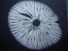 Heimiomyces velutipes