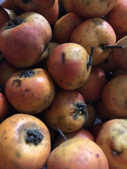 Crataegus gracilior