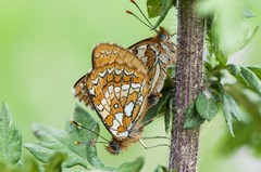 Melitaea bellona