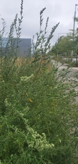 Chenopodium album — photo 3
