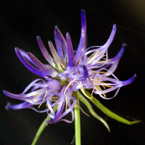 Phyteuma scheuchzeri All.