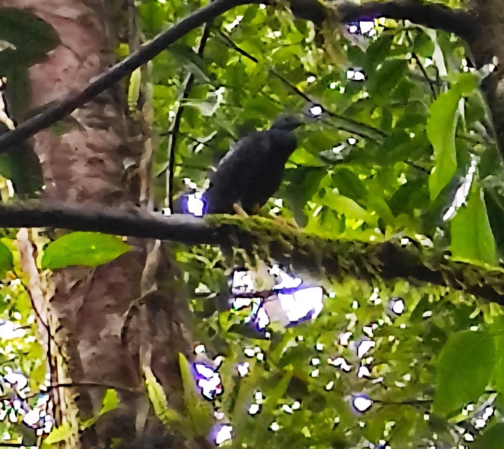 Maleo paruh-hitam (Talegalla fuscirostris)