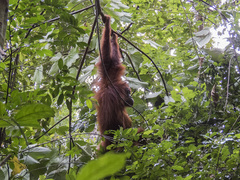 Pongo abelii