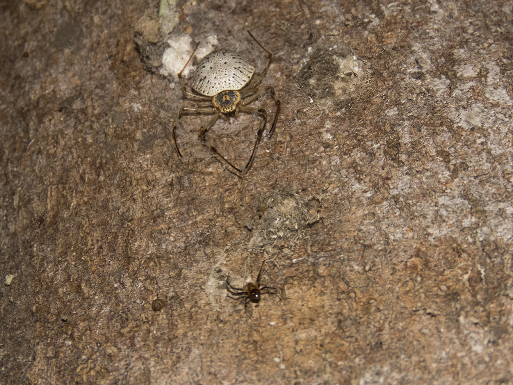 Ornamental Tree Trunk Spider from Pauh Tinggi, Gunung Tujuh, Kerinci ...