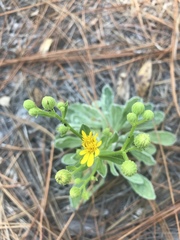 Chrysopsis scabrella