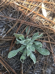 Chrysopsis scabrella