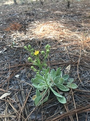 Chrysopsis scabrella