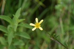 Ranunculus petiolaris
