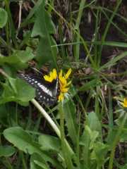 Catasticta nimbice