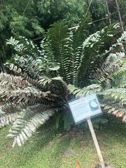 Encephalartos ferox