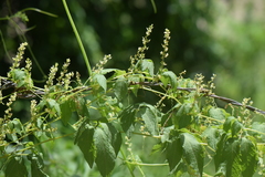 Cyclanthera integrifoliola